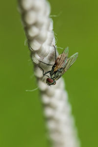 Close-up of insect on leaf