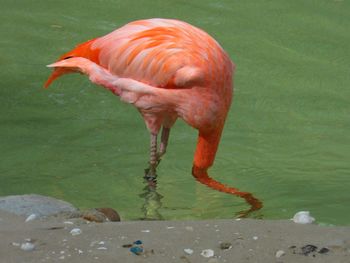 Close-up of duck in water