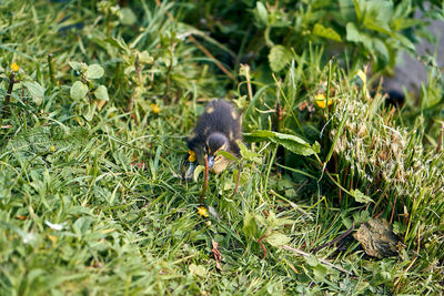 High angle view of bird on field