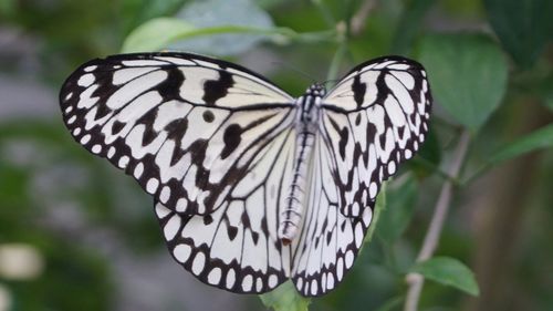 Close-up of butterfly