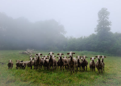 Sheeps in aveyron