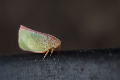 Close-up of insect