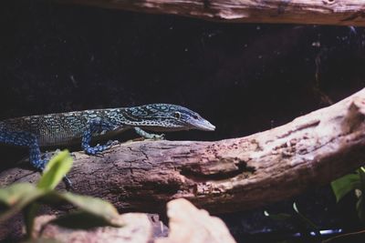 Close-up of lizard on wood