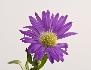 Close-up of flowers over white background