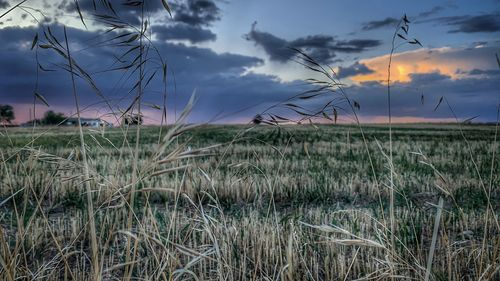 Scenic view of field against sky