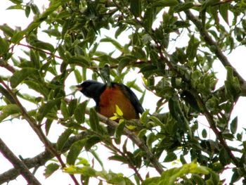 Low angle view of bird perching on tree