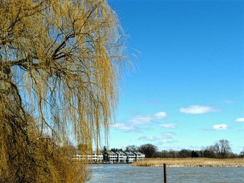 Bare trees against blue sky