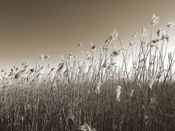 Close-up of plants on field against clear sky