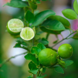 Close-up of fruits growing on tree