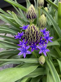 Close-up of purple flowering plant