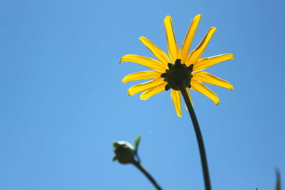 Low angle view of yellow flowering against clear blue sky