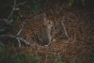 A bunny sitting in pine needles in the woods.