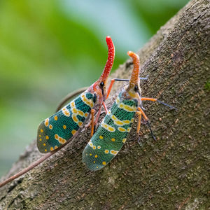 Close-up of insect on plant