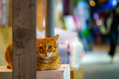 Portrait of ginger cat