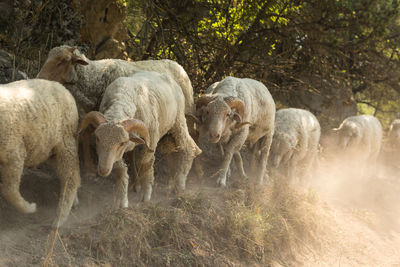 Flock of sheep