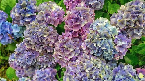 Close-up of purple flowers