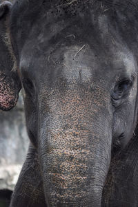 In this photo shows a portrait of the face of an elephant looking at the camera