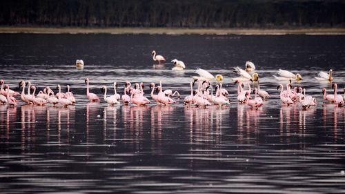 Flock of flamingo birds on the lake