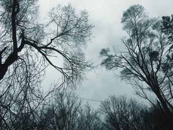 Low angle view of bare trees against sky