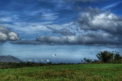 Scenic view of field against sky