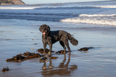 Dog on beach