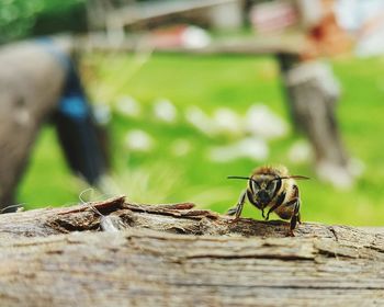 Close-up of insect on wood