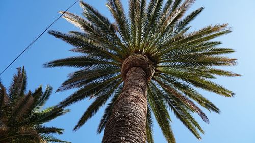 Low angle view of palm tree against clear sky