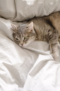 Portrait of a cat lying on bed