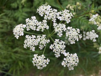 Close-up of white flowers