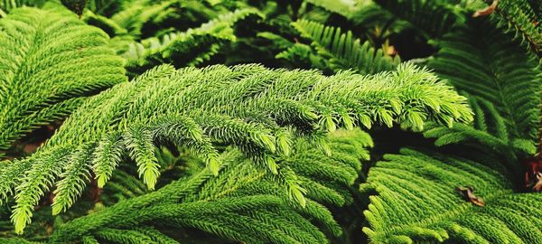 Close-up of green leaves