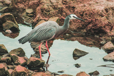 Side view of a duck on rock