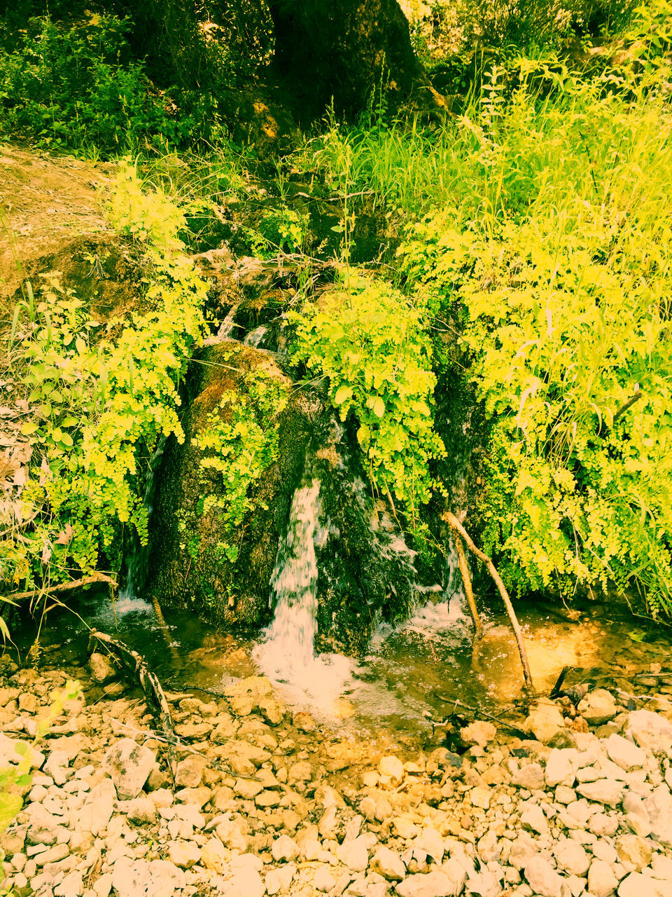 tree, growth, plant, tranquility, nature, leaf, green color, beauty in nature, water, tranquil scene, high angle view, day, outdoors, sunlight, branch, reflection, no people, autumn, growing, park - man made space