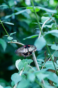 Close-up of butterfly on leaf