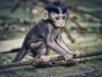 Close-up of monkey sitting outdoors