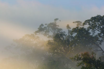 Low angle view of trees against sky