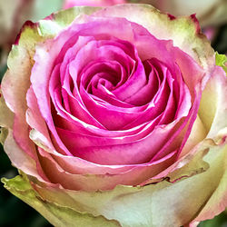 Close-up of fresh pink rose