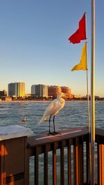 Bird flying over city by sea against clear sky