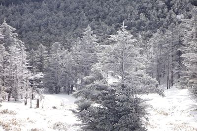 Snow covered pine trees in forest