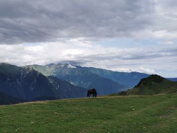 Horses in a field