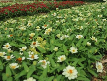 White flowers blooming in spring