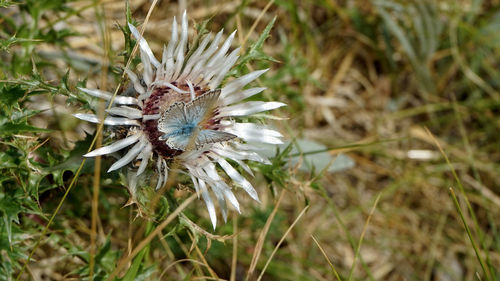 Close-up of honey bee on plant