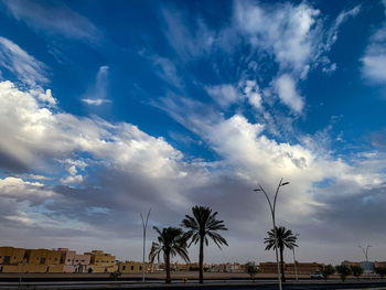 Scenic view of palm trees and buildings against sky