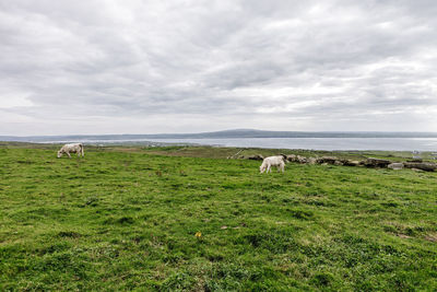 Cattle grazing on field against sky