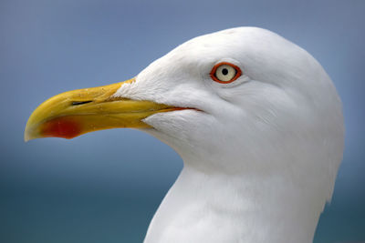 Close-up side view of a bird