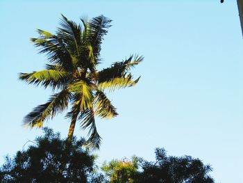 Low angle view of coconut palm tree against clear sky