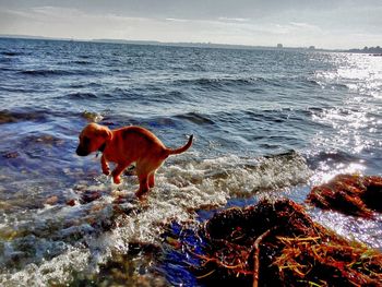 Dog on beach against sky