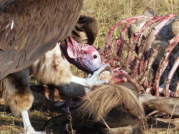 Close-up of vulture eating dead animal