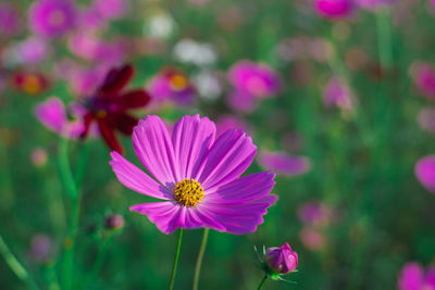 Close-up of pink cosmos flower