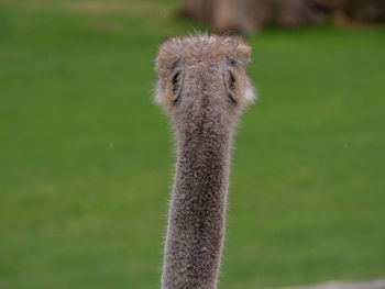 Close-up of a bird on rock