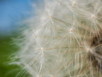 Close-up of dandelion on plant